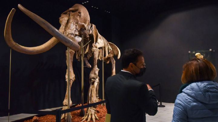 Colmillo de mamut encontrado en Acámbaro está en proceso de restauración: INAH