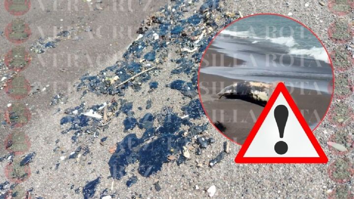 Aparece delfín muerto en playa de Alvarado con manchas de hidrocarburo
