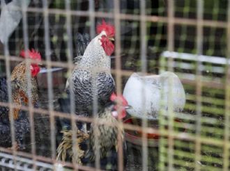 Europa registra su primer caso humano de gripe aviar en Italia