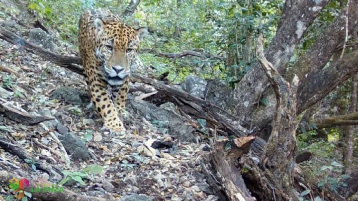 ¿De dónde salió el jaguar nunca antes visto en Guanajuato?