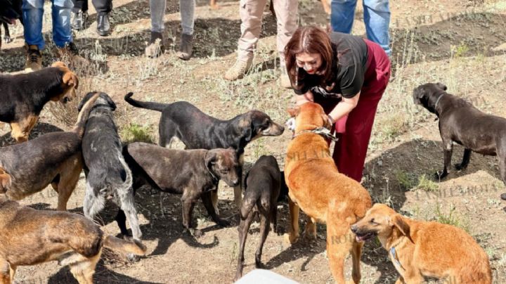 Murieron 34 perros que habitaban el Refugio Franciscano; otros 34, siguen hospitalizados