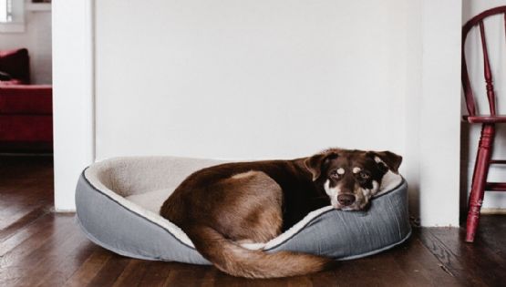 El color de pared que no debes tener en tu casa; es malo para tu perro