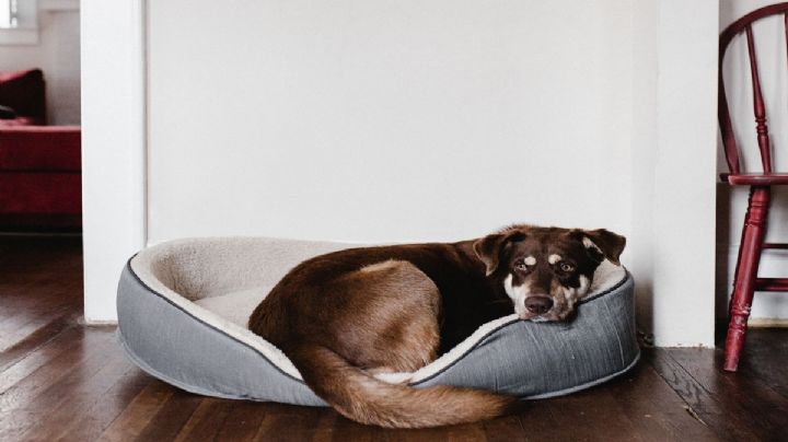 El color de pared que no debes tener en tu casa; es malo para tu perro