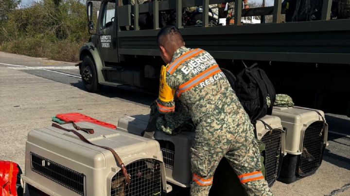 Con binomios caninos, Plan DN-III-E del Ejército se suma a rescate de 4 mineros en Sinaloa