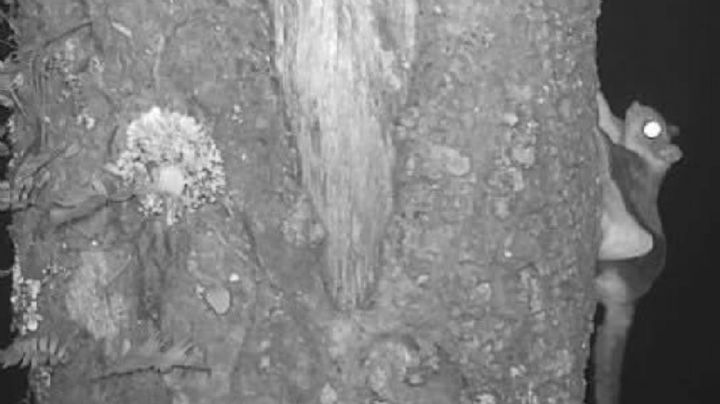 No solo es el jaguar, también descubren ardilla voladora en Guanajuato