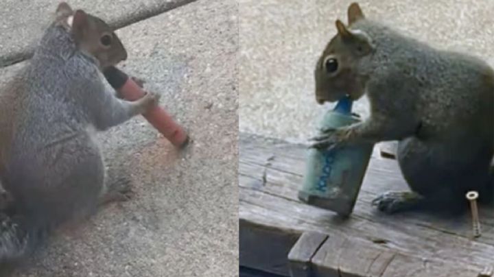 ¿Ardillas vapeando?: el peligro de los cigarrillos electrónicos para la fauna urbana