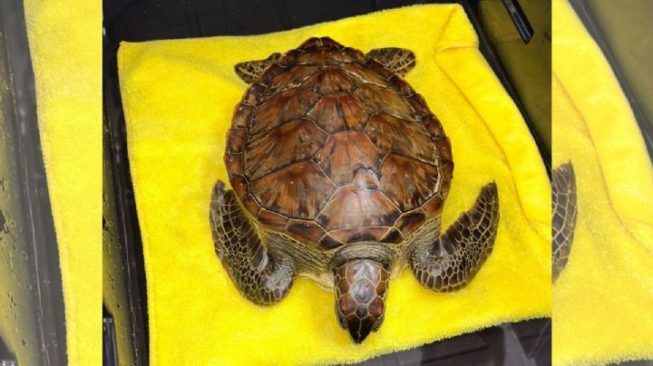 Tortuga verde es rescatada en Veracruz tras derrame de hidrocarburos