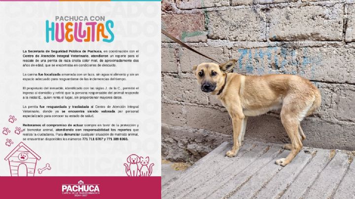 Rescatan a perrita en condiciones de maltrato en Pachuca