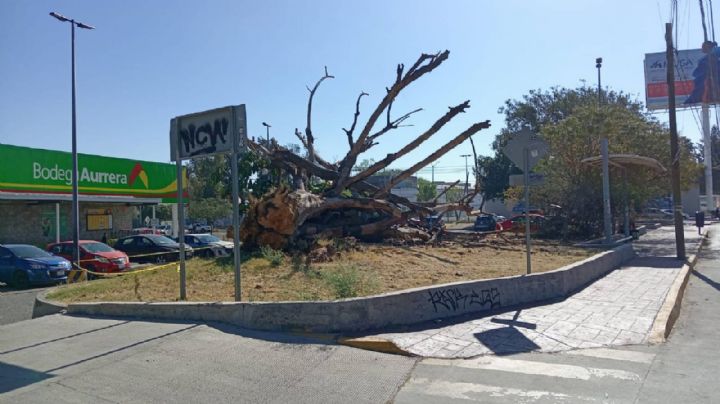 Muere uno de los árboles gigantescos hules asiáticos del bulevar Adolfo López Mateos