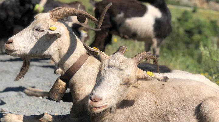 Confirmado: detectan primer caso de gusano barrenador en Guanajuato