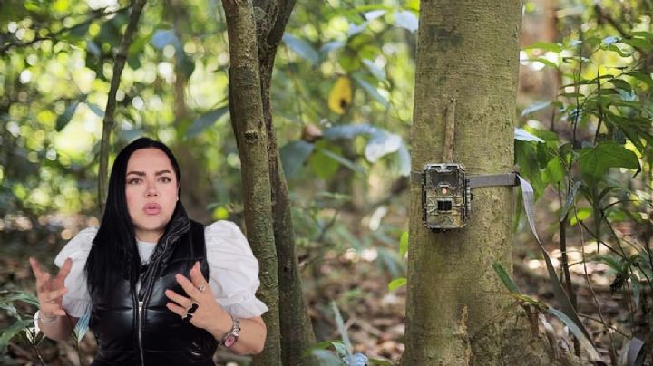 Con 150 cámaras trampa monitorean pumas y jaguares en corredores bioculturales de Hidalgo