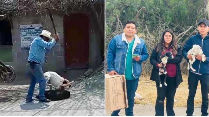 Maltrato animal en Hidalgo: Reportan incidentes en San Salvador y Atitalaquia