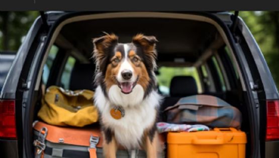 Viajar con mascotas: requisitos, consejos y TODO lo que debes saber antes de salir