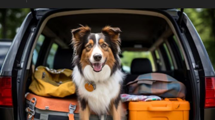 Viajar con mascotas: requisitos, consejos y TODO lo que debes saber antes de salir