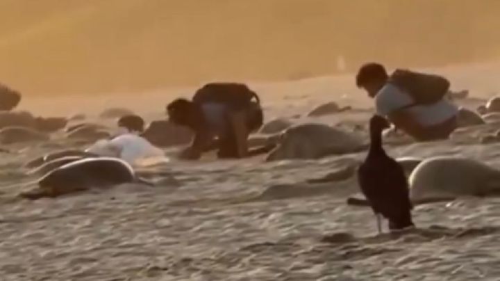 Graban presunto robo de huevos de tortugas en Playa Escobilla, Oaxaca