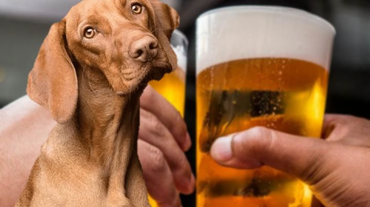 Jóvenes en Hidalgo obligan a perro a tomar cerveza; pudo intoxicarse | VIDEO