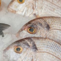 México y Portugal gastronómico