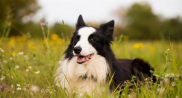 Las 10 razas de perros más saludables; viven más y se enferman menos