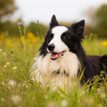 Foto descriptiva de: Las 10 razas de perros más saludables; viven más y se enferman menos