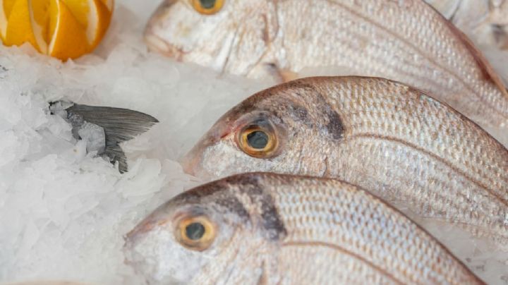 México y Portugal gastronómico