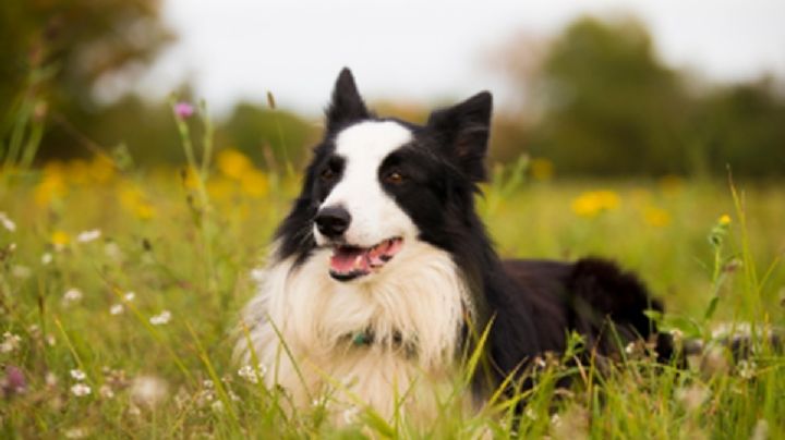 Las 10 razas de perros más saludables; viven más y se enferman menos
