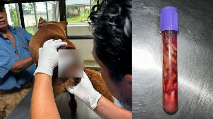 Confirman perro mascota de Teocelo con gusano barrenador; esto sabemos
