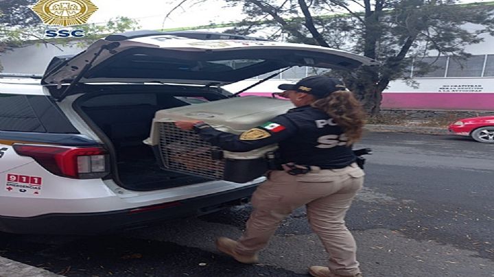 Personal de la Brigada de Vigilancia Animal de la SSC rescató a tres conejitos que fueron abandonados en la vía pública, en la alcaldía Azcapotzalco.