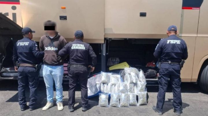 Escondían Paquetes de mariguana en un autobús Primera Plus