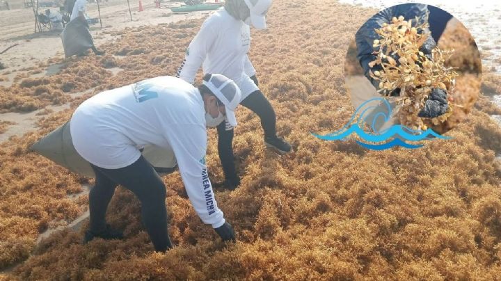 Primero fue hidrocarburo, ahora toneladas de sargazo recalan en playas de Coatzacoalcos