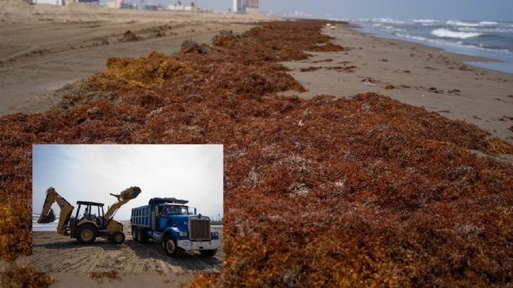 Recogen 600 toneladas de sargazo que llegó a costas de Coatzacoalcos tras derrame