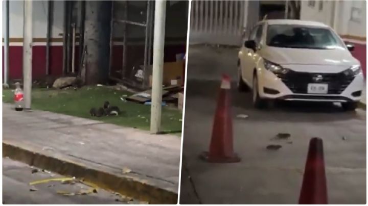 VIDEO: exhiben ratas afuera de hospital de Culiacán; ISSSTE atiende plaga