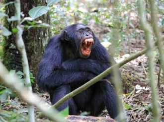 ¿Por qué los chimpancés se fueron a la guerra entre ellos mismos?