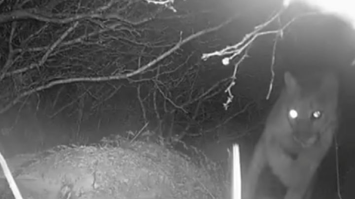 ¡Puma a la vista! Autoridades rastrean presencia del felino en Tepetitlán | VIDEO