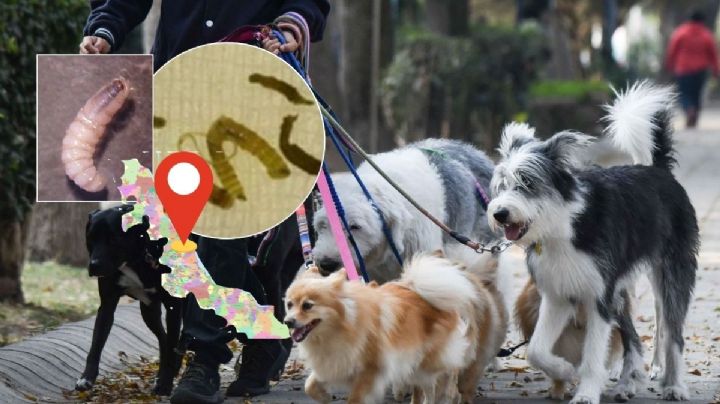 Aumentan perros con gusano barrenador en Veracruz; activos en estos 36 municipios