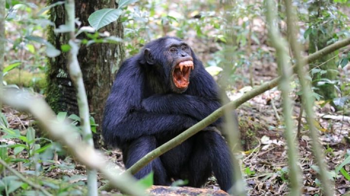 ¿Por qué los chimpancés se fueron a la guerra entre ellos mismos?