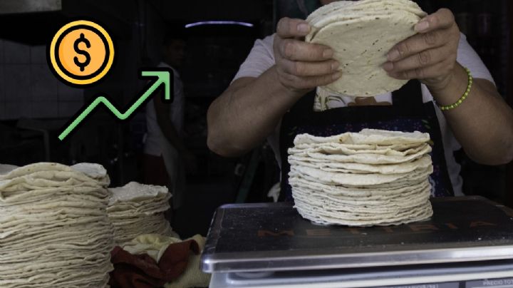 ¿Subirá la tortilla en Xalapa? Esto dicen productores sobre posible aumento