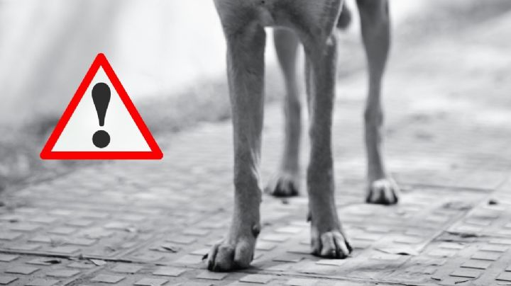 Muerte masiva de perros presuntamente envenenados en colonia Paraíso de Xalapa