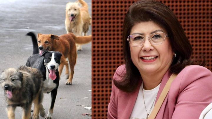 Senadora morenista reconoce que como alcaldesa de Tecámac sacrificó a 10 mil perros