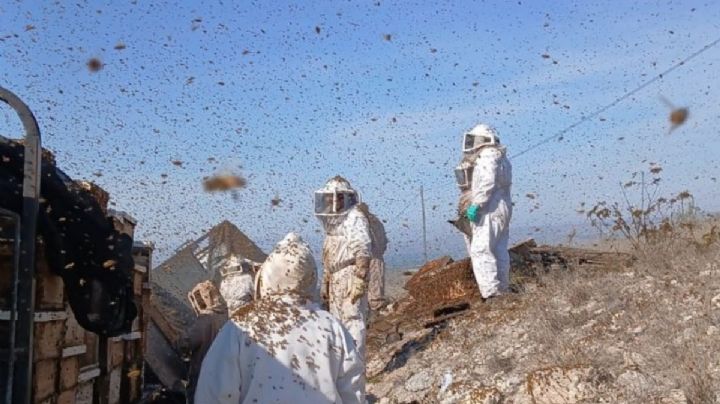 VIDEO: vuelca tractocamión y escapan miles de abejas en carretera de NL