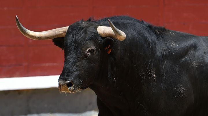 Luz verde a la tauromaquia en Hidalgo; la ley para prohibirla sigue en pausa
