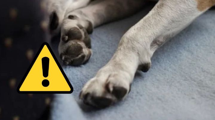 Ayuntamiento investiga posible envenenamiento de perros en Xalapa; fueron 8, afirman