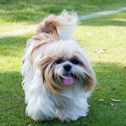 Día del Shih tzu en México: 5 datos clave que explican por qué TODOS se enamoran de esta raza