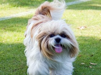 Día del Shih tzu en México: 5 datos clave que explican por qué TODOS se enamoran de esta raza