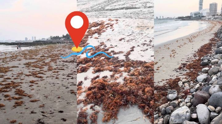 Llega sargazo a playa de Boca del Río este 17 de abril