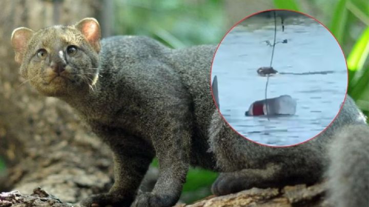 VIDEO: Captan a jaguarundi nadando en río de Playa de Vacas, en Medellín de Bravo