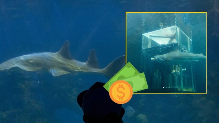 Aquarium de Veracruz: esto cuesta sumergirse entre tiburones