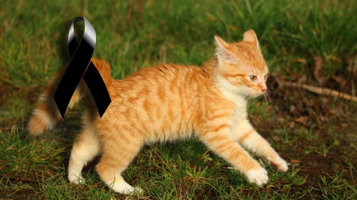 NUEVO caso de maltrato animal en Hidalgo: cuelgan a gato y dejan mensaje