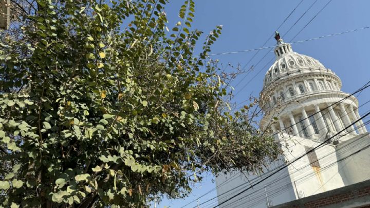 Una plaga está devorando árboles en León; ahora en Plaza de Toros