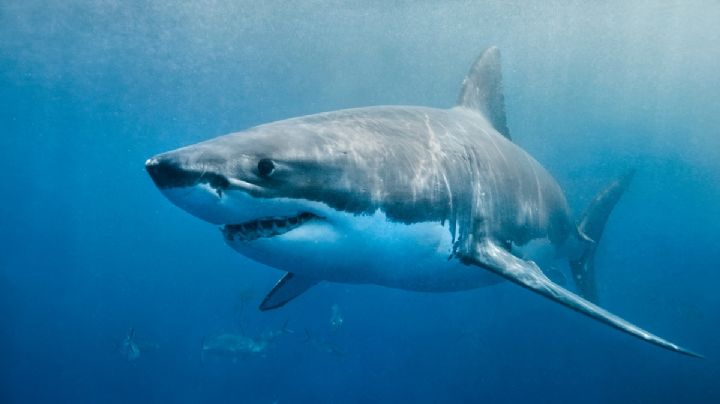 Por primera vez científicos capturan a tiburón blanco en Veracruz: en este municipio