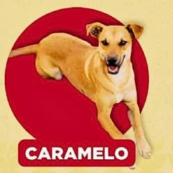 Perro caramelo, la nueva raza mexicana: origen, características y por qué es tendencia